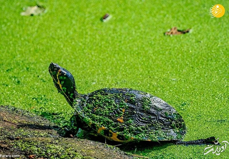 تصاویر منتخب حیات وحش در یک هفته